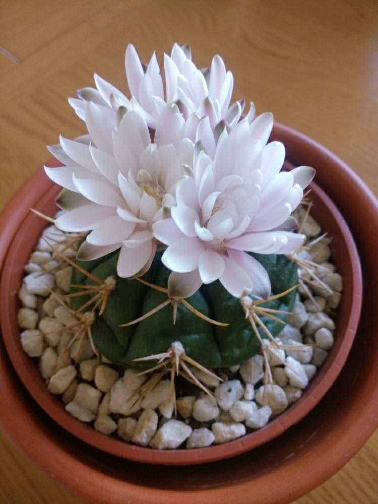 キッチンの画像 by 植物博士さん | キッチンとサボテンの花と花のある暮らし