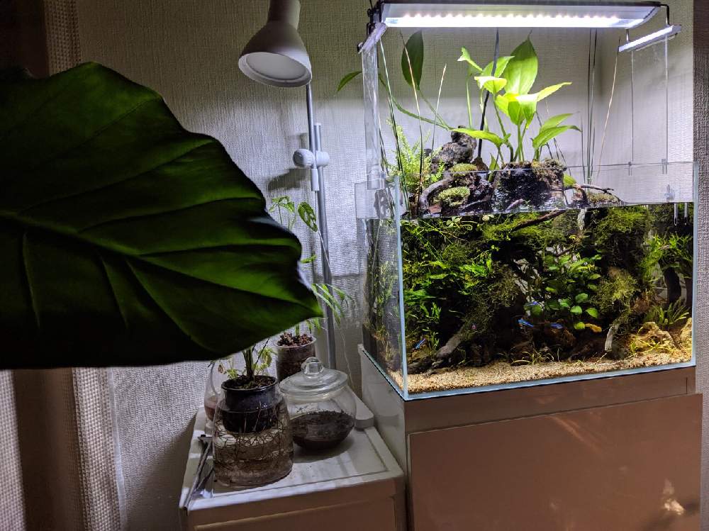 部屋の画像 by ふなっこさんさん | 部屋とクワズイモと田砂と金山家と45センチ メンタル ジャ〜ニ〜♫とニルバーナと水生植物とギタリストと千種区とさまぁ〜ずとサウンドガーデンとおっさんと血液型B型とアクアテラリウム