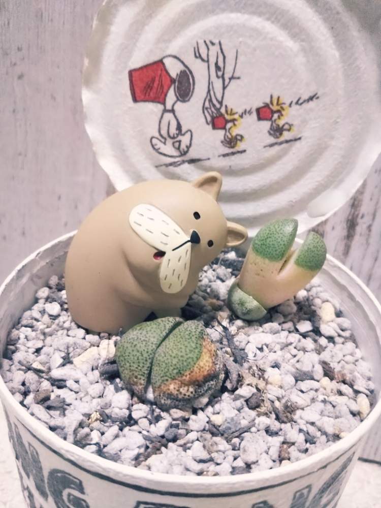 部屋の画像 by しのんさん | 部屋と令和の桃子と多肉植物とHTCとショック!とHTC No.16と3人目脱落と悲しいとしょんぼりブルくん