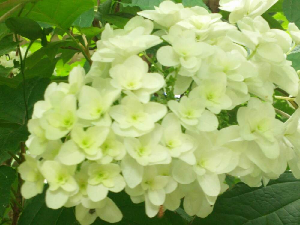 お出かけ先の画像 by ほっこり畑さん | お出かけ先と癒やしと紫陽花の季節とヘルプマークと好きと木のある風景と八重咲きカシワバアジサイとカシワバアジサイ❁と散歩と想い出に変わるまでと☆柏葉アジサイと癒やされる存在とさんぽみちと花のある暮らしとお散歩と大好き!とガーデニングおばちゃんとアジサイ 紫陽花