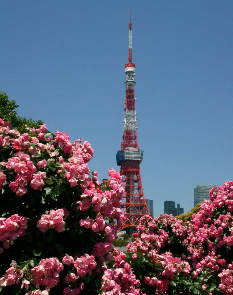 お出かけ先の画像 by ほっこり畑さん | お出かけ先と癒やしと芝公園と元気になりたいと東京とやっぱり…と公園と家出おばちゃんとヘルプマークと東京タワーと好きと木のある風景と散歩と想い出に変わるまでと癒やされる存在とさんぽみちと花のある暮らしと好きな風景とお散歩と大好き!とガーデニングおばちゃん