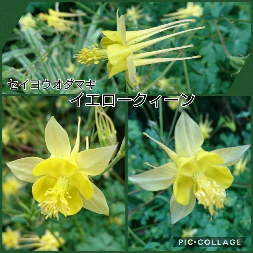 の画像 by トリトンさん | キュンキュン乙女倶楽部とお花大好き♡とありがとう♡とかわいい♡といやされる♡とGS映えとGS日和と西洋オダマキ✨と幸せの黄色いお花とキュンキュン乙女倶楽部No.183と黄色いお花大好き協会と応援するよと頑張れ♡えっことオダマキの花