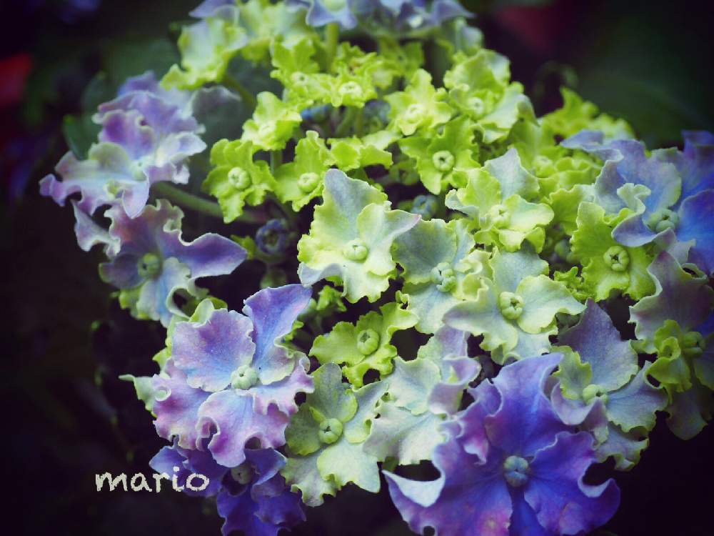 小さな庭の画像 by marioさん | 小さな庭と紫陽花 HBAカーリースパークルとキレイすぎると紫陽花 アジサイ あじさいと花のある暮らしと大好き!とOLYMPUS OM-D E-M10