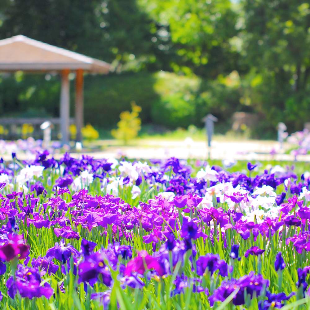 お出かけ先の画像 by おはぎさん | お出かけ先と花のある空間と相模原公園と癒しとおさんぽと花のある生活と癒され風景と花のある暮らしとかわいいな♡とやっぱり花が好き♡と花菖蒲♡