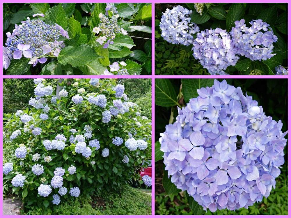 小さな庭の画像 by まゆゆさん | 小さな庭とアジサイと額紫陽花とバラと夢CLUBと小さな喜びと❤️いいね、ありがとうと私の生き甲斐と花のある暮らしと繋がりに感謝✨と癒しのひと時