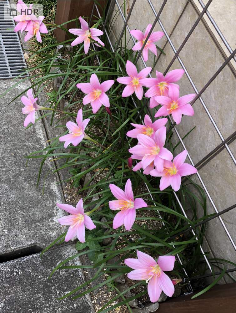 の画像 by **花ママ**さん | ゼフィランサスと小さなしあわせ♡とキュンキュン乙女倶楽部と千葉県とピンクの花と@naturalと部員No248と柏市と可愛いと花のある暮らしとかわいいとかわいいな♡