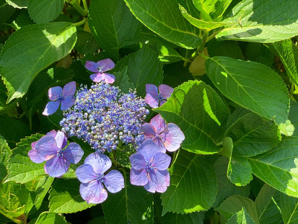 お出かけ先の画像 by meiさん | お出かけ先と紫陽花とガクアジサイと花の写真と公園とガクアジサイ✨と花のある暮らしとお散歩とお花好きと紫の花と花のある街