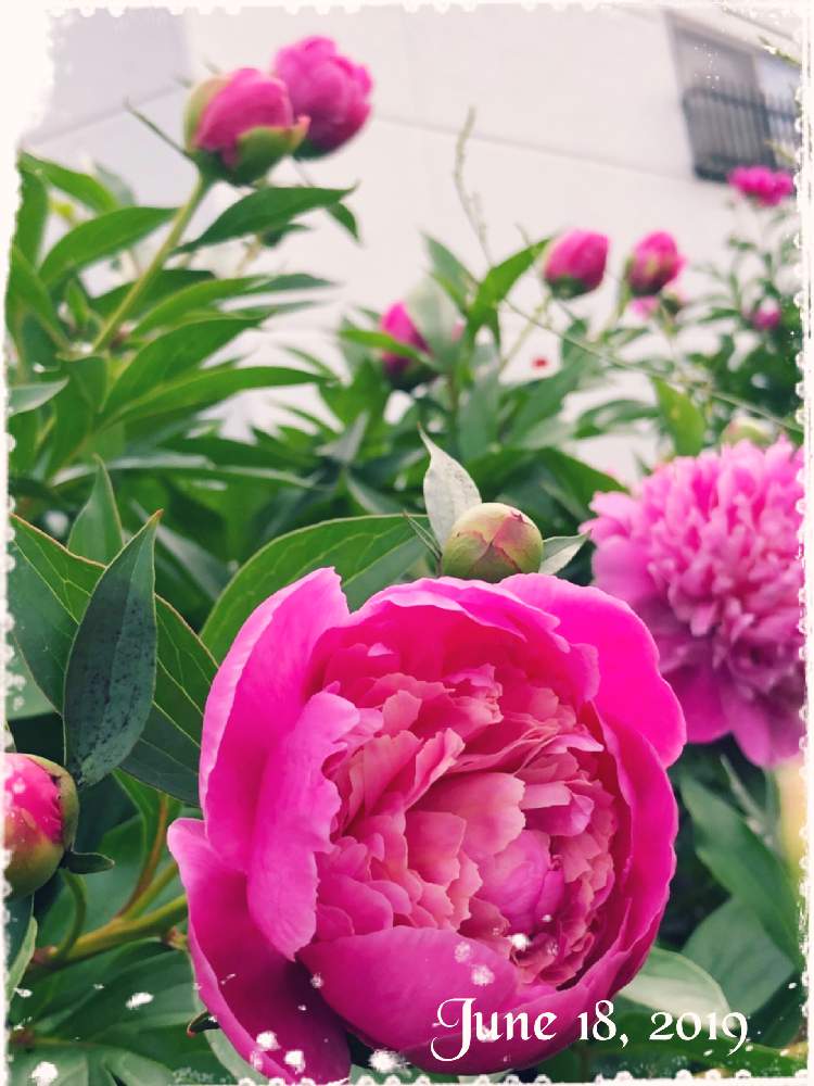 小さな庭の画像 by りいさん | 小さな庭とシャクヤクとピンクの花とお気に入り♡とつぼみがたくさんと花のある暮らしとかわいいな♡とGREEN UP!と素敵と庭の宿根草と存在感