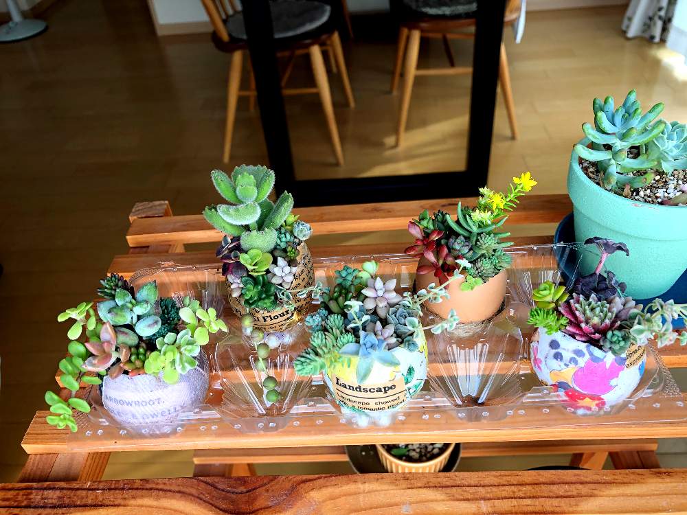 窓辺の画像 by はるさくさん | 窓辺と多肉植物と多肉大好きとGS映えと多肉植物寄せ植えと今日の一枚と可愛い多肉ちゃん❤︎と多肉女子とタニラーとハンドメイドと多肉寄せ植えとちまちま寄せ