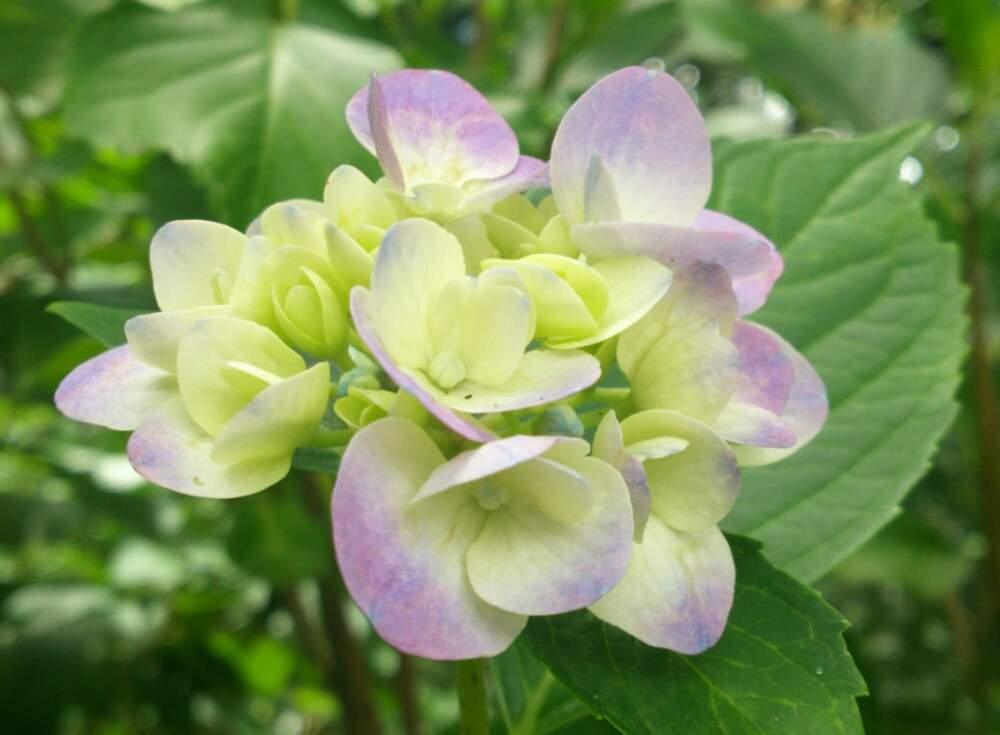 お出かけ先の画像 by ほっこり畑さん | お出かけ先と紫陽花☆と癒やしと紫陽花の季節とヘルプマークと好きと散歩と想い出に変わるまでと癒やされる存在とさんぽみちと花のある暮らしとお散歩と大好き!とガーデニングおばちゃんとアジサイ 紫陽花