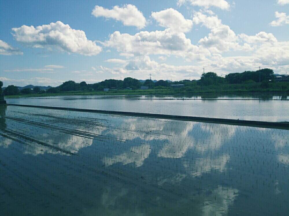 お出かけ先の画像 by ほっこり畑さん | お出かけ先と癒やしと元気になりたいとやっぱり…と水鏡✨とヘルプマークとそら✨空と好きと散歩とくもと想い出に変わるまでと癒やされる存在とさんぽみちと花のある暮らしと好きな風景とお散歩と大好き!と田園風景とガーデニングおばちゃん