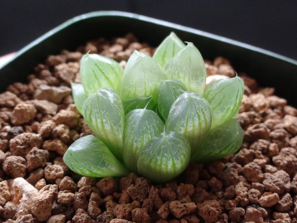 インテリアの画像 by はる succulents forestさん | インテリアとハオルチアと光るオブツーサとハオルシアと多肉植物と観葉植物とハオルチア属とHaworthia:ハオルチア/ハオルシアとハオルシア属 と多肉女子と❤️いいね、ありがとうと育てやすい多肉植物とメルカリと花のある暮らし
