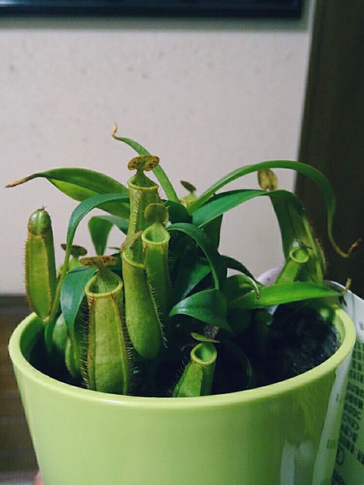 部屋の画像 by ネコざくらさん | 部屋とウツボカズラと観葉植物と食虫植物と花と観葉植物と食虫植物・ウツボカズラと多肉女子と観葉植物がスキと花のある暮らしとお花のある生活とネコざくらと食虫植物広め隊