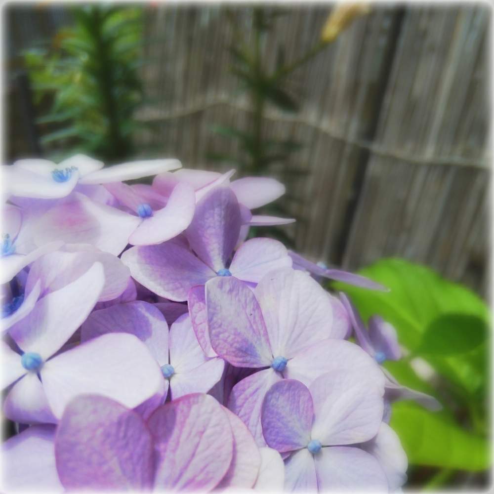 小さな庭の画像 by みな実さん | 小さな庭と美しい♡ときれいなお花と紫陽花 アジサイ あじさいとアジサイ 紫陽花ときれいな色と鉢植えとガーデニングと鉢植えの花❣️と鉢植えアジサイ