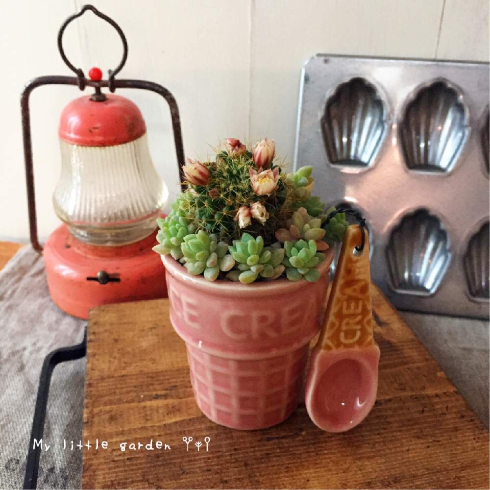 棚の画像 by kurumichocoさん | 棚と多肉植物とNO GREEN NO LIFEと100均とわがやの多肉スペースと多肉植物寄せ植えと癒しgreenとベランダガーデンとセリアと多肉女子とタニラーと花のある暮らしと多肉寄せ植えとちまちま寄せ
