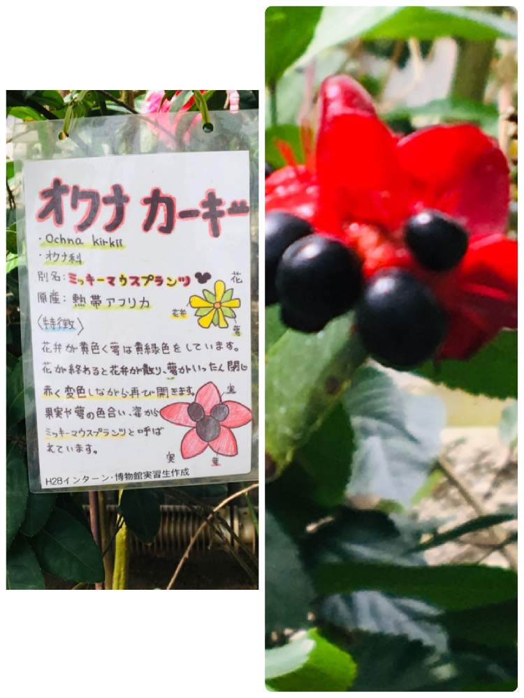 お出かけ先の画像 by TAKAさん | お出かけ先とミッキーマウスの木と花のある暮らしと東山植物園