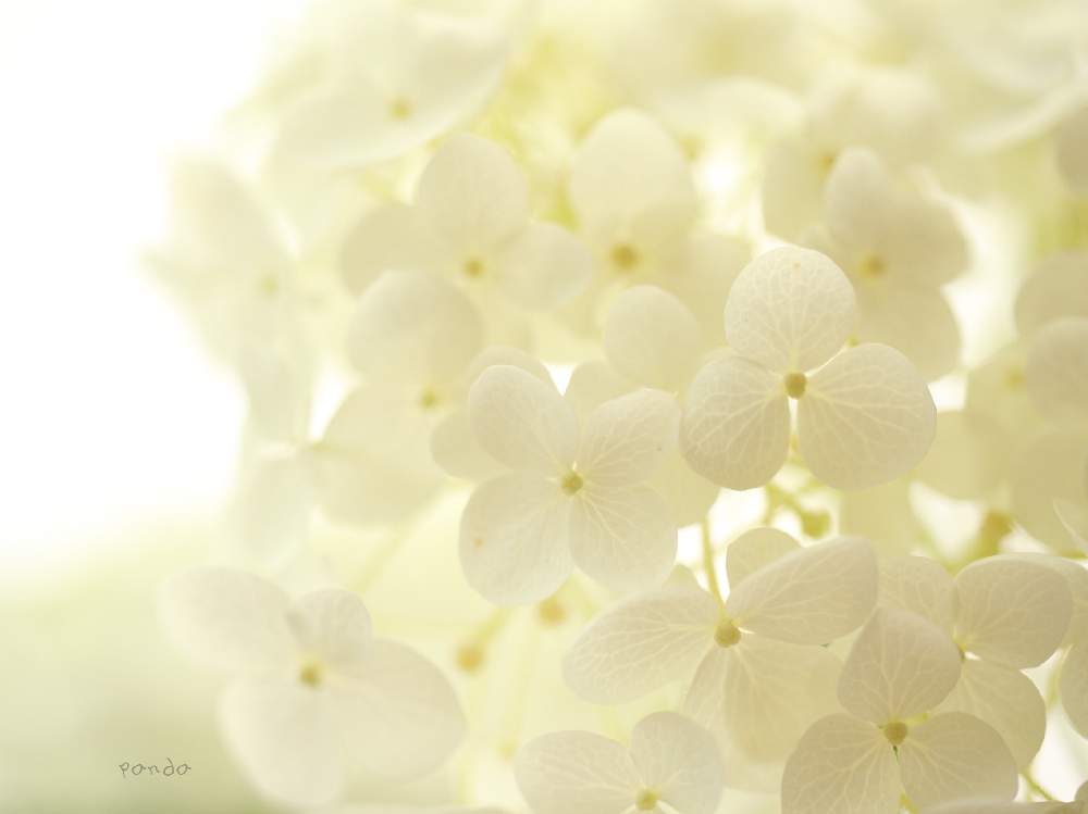 窓辺の画像 by ぱんださん | 窓辺とマクロレンズとcanonとお花大好き♡と一眼レフと紫陽花 アジサイ あじさいとアナベル 紫陽花とありがとうと穏やかな心と『あじさい2019』フォトコンテストと花のある暮らしとやさしさと背景ボケ