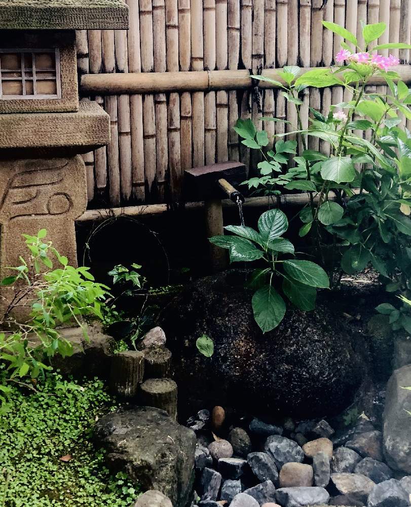 お出かけ先の画像 by ☆MADOKA☆さん | お出かけ先と山紫陽花とグランドカバーです 名前分かりません!と涼を感じる