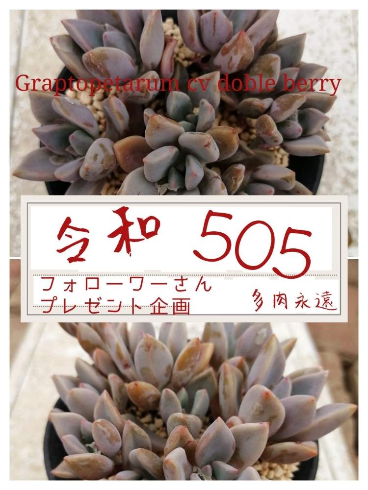 窓辺の画像 by 株式会社多肉永遠さん | 窓辺と多肉永遠とグラプトペダルム属とプレゼント企画とフォロワーさん(*´∀`)ノ ありがとぅ♪とグラプトベリア属とダブルベリー……と群馬県の多肉屋さんとsucculent