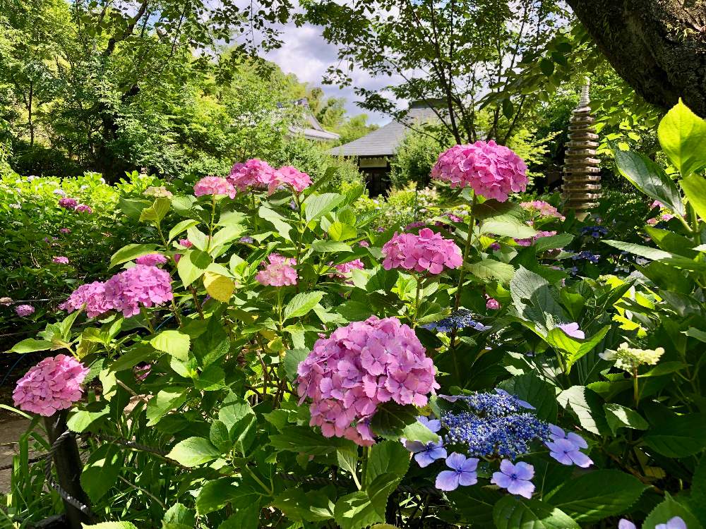 お出かけ先の画像 by ヤスさん | お出かけ先とアジサイと紫陽花と『あじさい2019』フォトコンテスト
