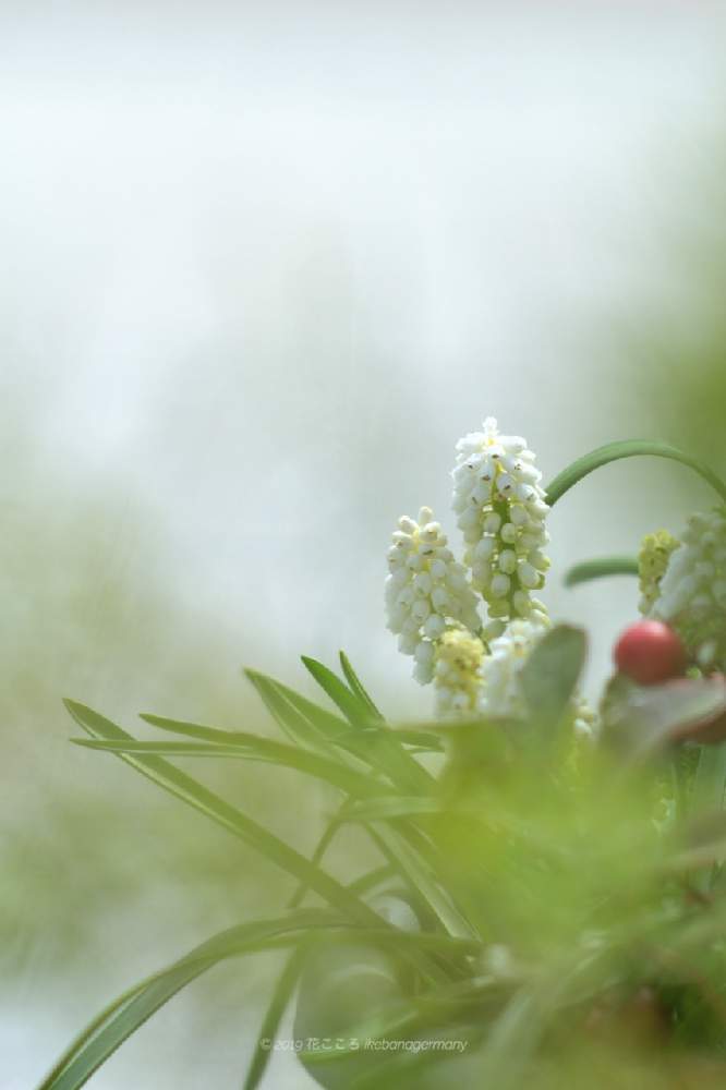 小さな庭の画像 by HanaKokoroさん | 小さな庭とムスカリと花のある暮らしとお花好きとGREEN UP!とお庭を彩るお花・樹木フォトコン