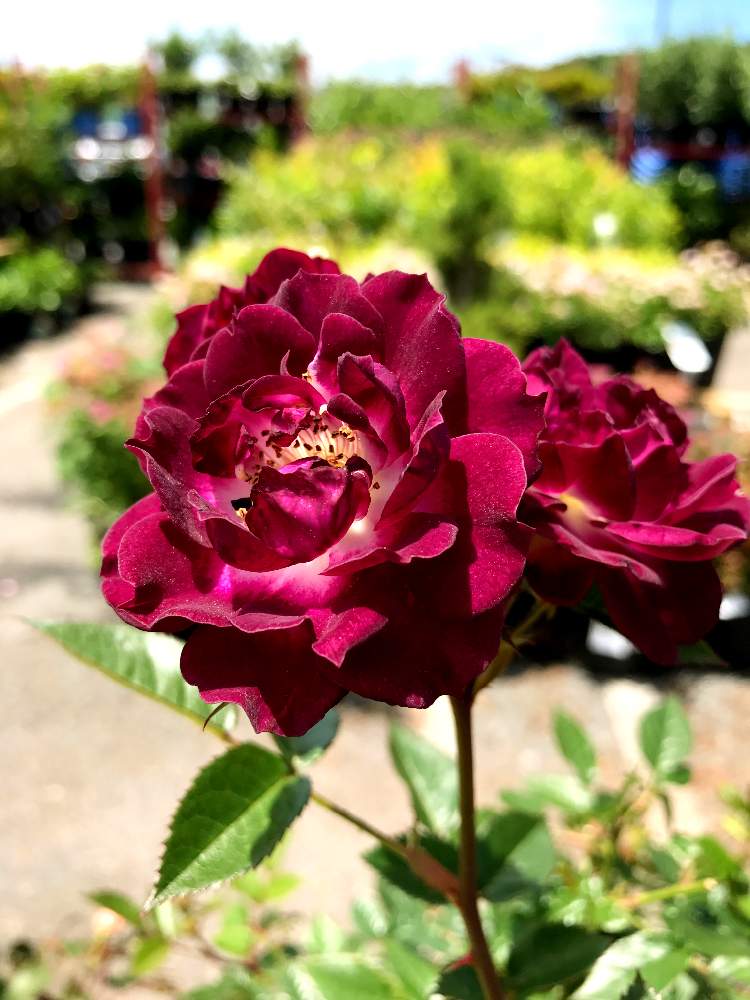 お出かけ先の画像 by robinさん | お出かけ先とDiamond Eyesとばら バラ 薔薇と海外の薔薇と海外のお花屋さんと花のある暮らしと薔薇♪とかわいいな♡とバラ・ミニバラと海外暮らし