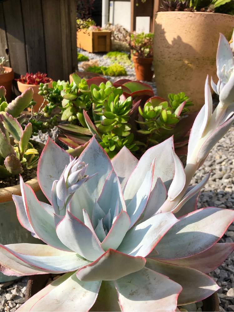 小さな庭の画像 by みどりんさん | 小さな庭と多肉植物とイッタラとGS映えとGS日和と植中毒と今日のお花とエケベリア女子と多肉女子とタニラーとGreenSnapmarcheとカンテ様とイヌとグリーンと花のある暮らしと家庭菜園奮闘日記とGREEN UP!とアウトドアリビングと多肉かご寄せとバルコニスト