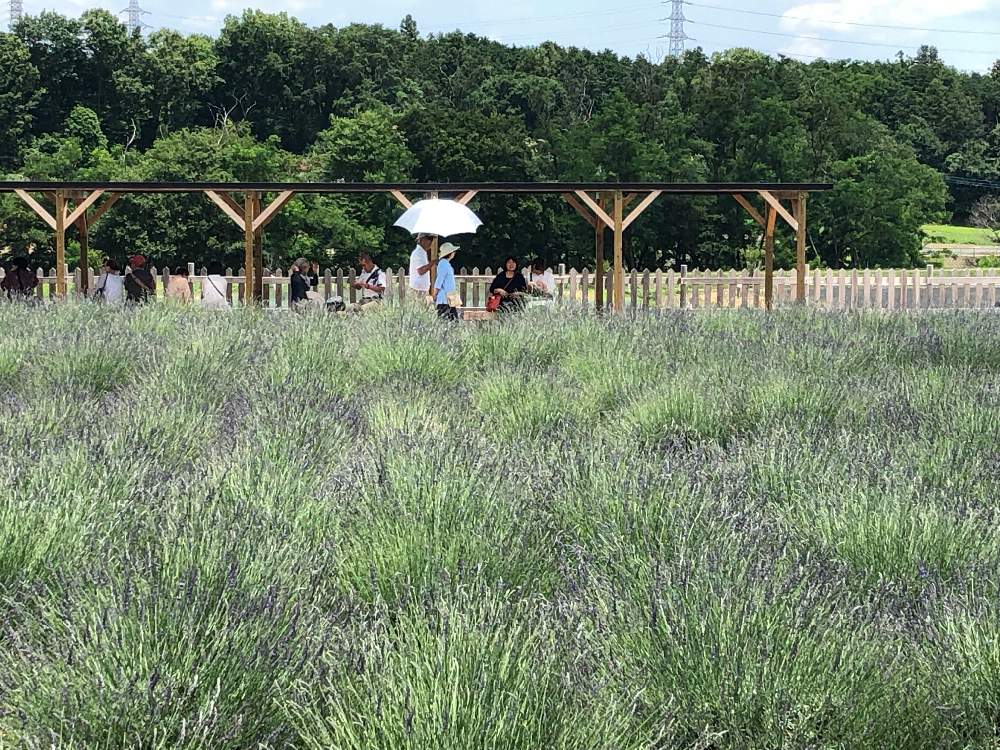 の画像 by 有限会社スリーフラワーさん | ラベンダーと本庄市とムラサキの花と千年の苑ラベンダー園と観葉生産者と園芸店とGSのみなさんに感謝♡と今日の一枚とラベンダー☆と生花と埼玉県とフラワーアレンジメントといい香りと花のある暮らしと嵐山とフラワーギフトとスリーフラワー