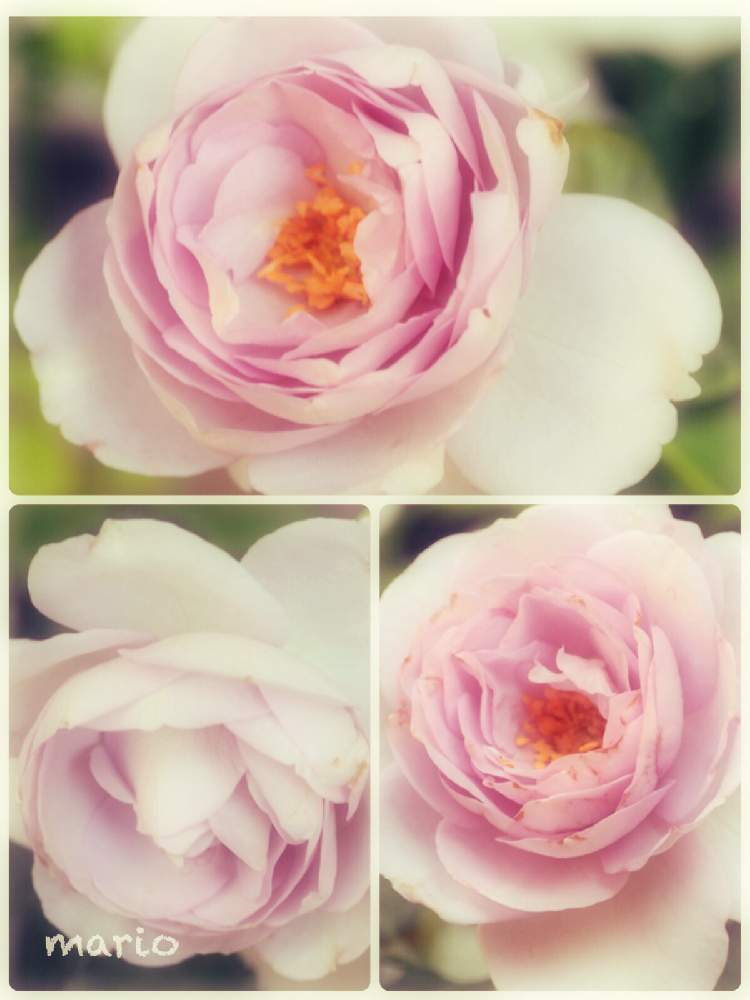 小さな庭の画像 by marioさん | 小さな庭とばら バラ 薔薇とキレイすぎると薔薇 ブルーバユーと美しすぎる❤と花のある暮らしと大好き!とOLYMPUS OM-D E-M10
