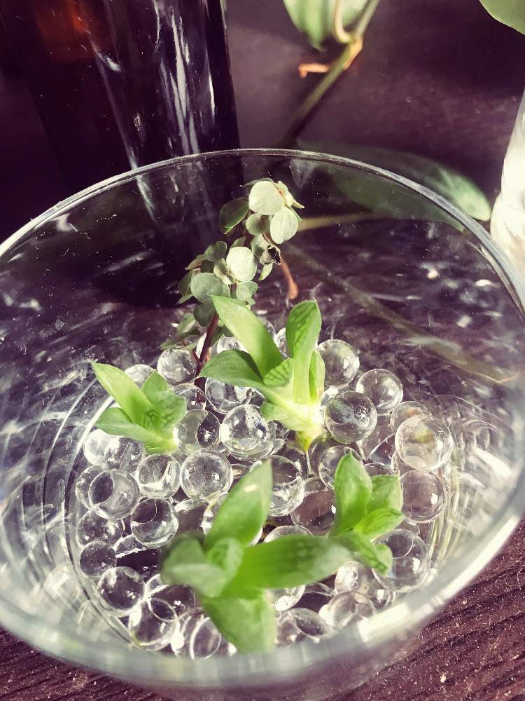 部屋の画像 by junjun02☆さん | 部屋とハオルシアとインドアグリーンと観葉植物とno green no lifeと植中毒と緑好きと水耕栽培