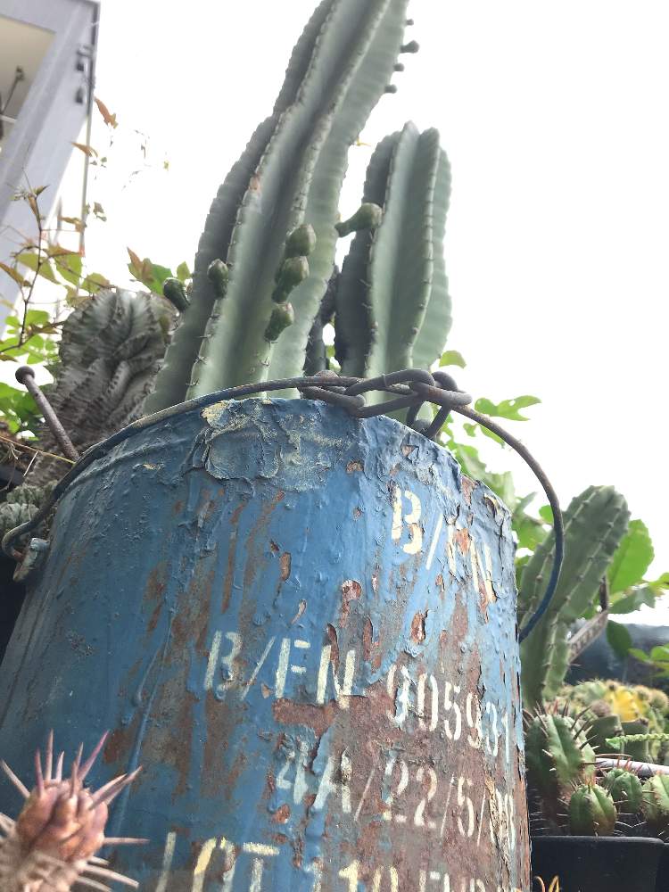 インテリアの画像 by tanitenさん | インテリアと植物のある暮らしとリメ缶とジャンクとGS映えと今日の一枚と錆びとガーデニングと花のある暮らしとサボテンの花とジャンクガーデンと 柱サボテン