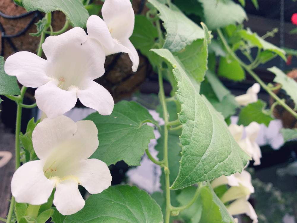 窓辺の画像 by のっちょさん | 窓辺と葉っぱとグリーングリーン♪とみどりのカーテンと花のある暮らしと白い花とGREEN UP!と咲いた!