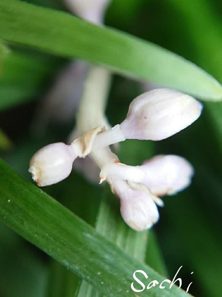 小さな庭の画像 by sachiさん | 小さな庭とタマリュウと花のある暮らしと私のお庭と今日の花便りとお庭を彩るお花・樹木フォトコン