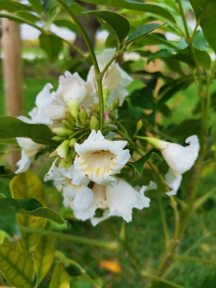 広い庭の画像 by モンパさん | 広い庭とアベブイアと自然の芸術品と南国植物と沖縄とGS映えと今日の1枚と職場からとGS植物うちなーぐち会