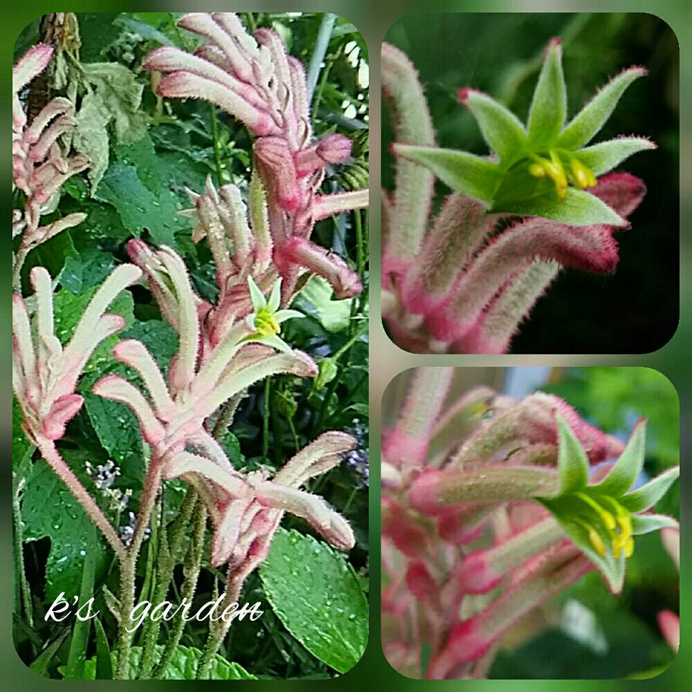 小さな庭の画像 by kikorinさん | 小さな庭とカンガルーポーと鉢植えと花のある暮らしと変わった植物と私の癒し系達♡