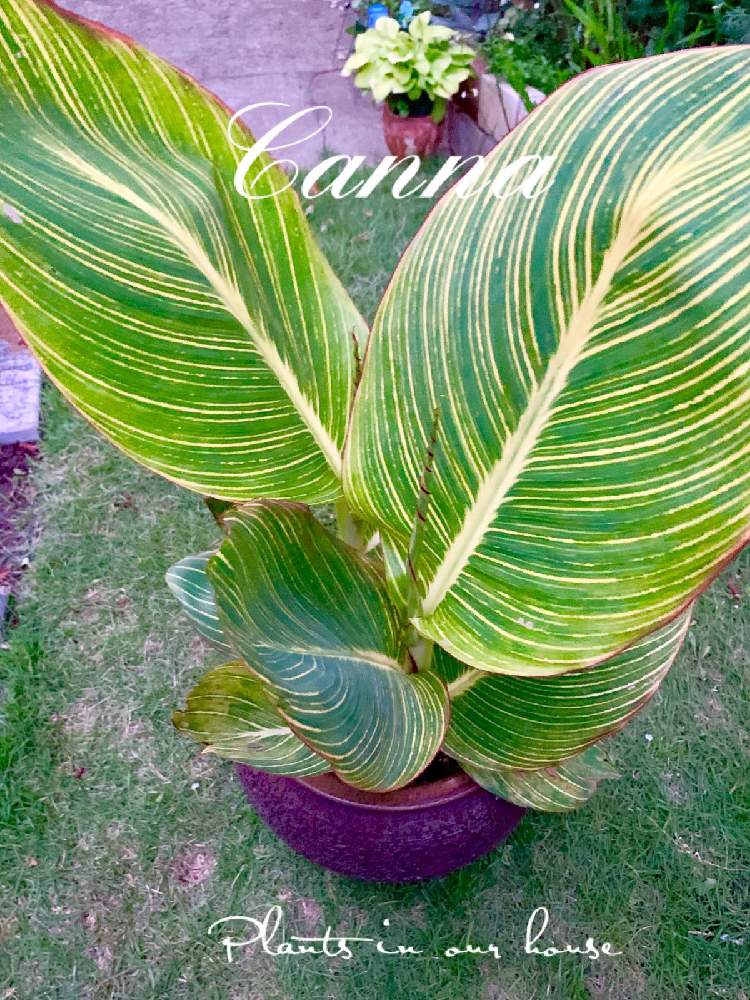 の画像 by kane flowerさん | 南国イメージとカンナ バンコックとカンナ科と鉢植えとカンナ♪
