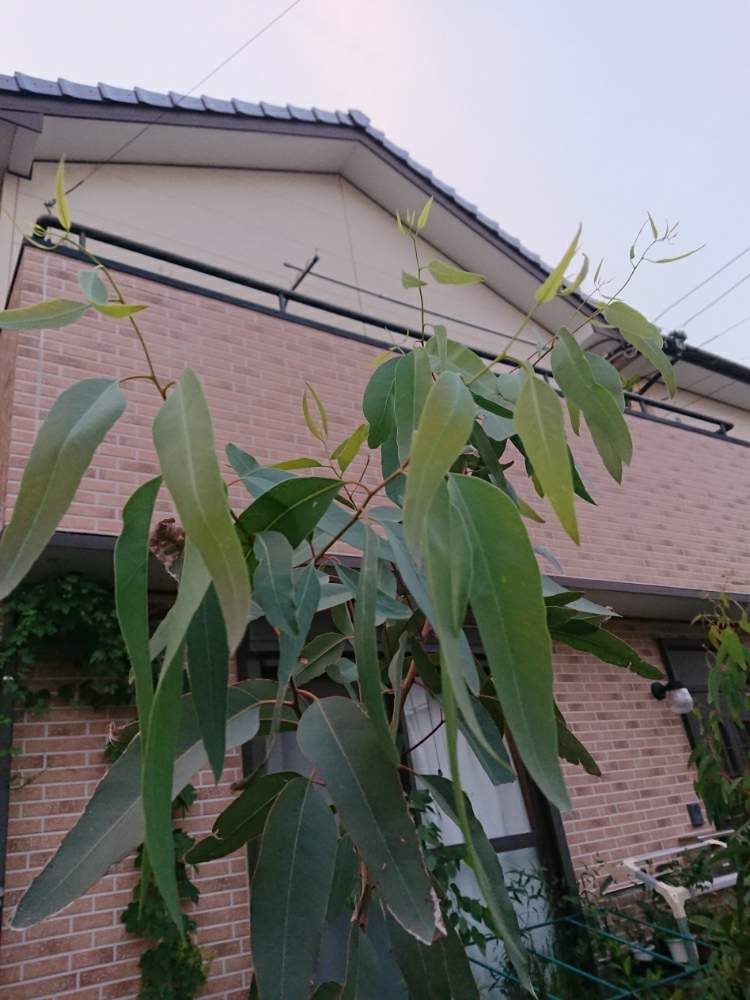 小さな庭の画像 by 直径さん | 小さな庭と鉢植え植物とオーストラリア原産とユーカリの木とGS映えとno green no lifeと植中毒と蒲桃倶楽部とフトモモ科とネイティブプランツとオージープランツ