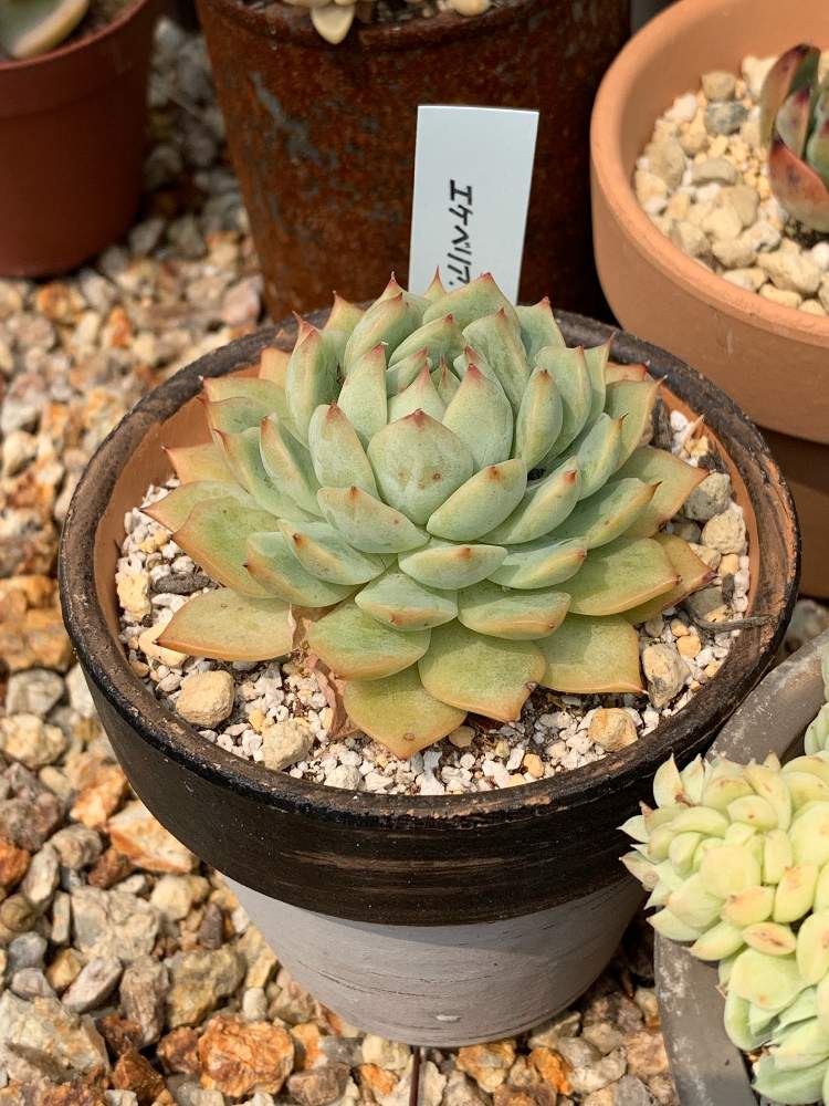 エクステリアの画像 by Nさん | エクステリアとティッピーと多肉植物と植物のある暮らしと多肉大好きと ティッピーと多肉女子と花のある暮らし