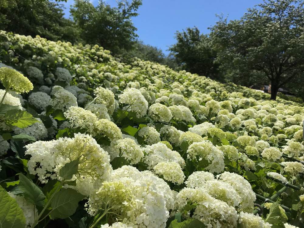 お出かけ先の画像 by あんなココさん | お出かけ先とアナベルと紫陽花とあじさい、アナベルとキュンキュン乙女倶楽部とGS映えとGS日和とGSのみなさんに感謝♡とキュンキュン乙女倶楽部No.179とGSに感謝。と思わず見惚れてしまうと紫陽花祭りと素敵な出会いに感謝と光輝いてると『あじさい2019』フォトコンテストと花のある暮らしとスマホで撮影とかわいい❤とヨッシー弾丸ツアー