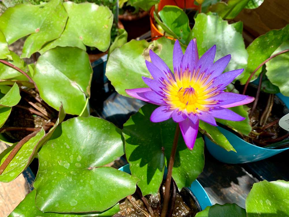 バルコニー/ベランダの画像 by Flower Villageさん | バルコニー/ベランダとボタニカルと涼しげとスイレンの花と観葉植物とボタニカルライフとスイレン科とベランダガーデニングとナチュラルガーデンと鷺沼とベランダガーデンとグリーングリーン♪と植中毒とフラワービレッジといい香りと神奈川県と花のある暮らしとflowervillageと川崎市内と熱帯性スイレンとベランダー
