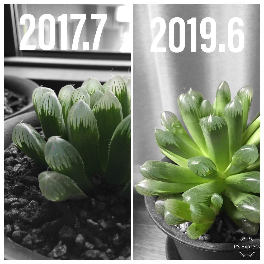 部屋の画像 by mapleさん | 部屋と名前を教えて!と多肉植物と多肉男子とハオルチア属と植中毒とハオルシア属 と徒長と花のある暮らし