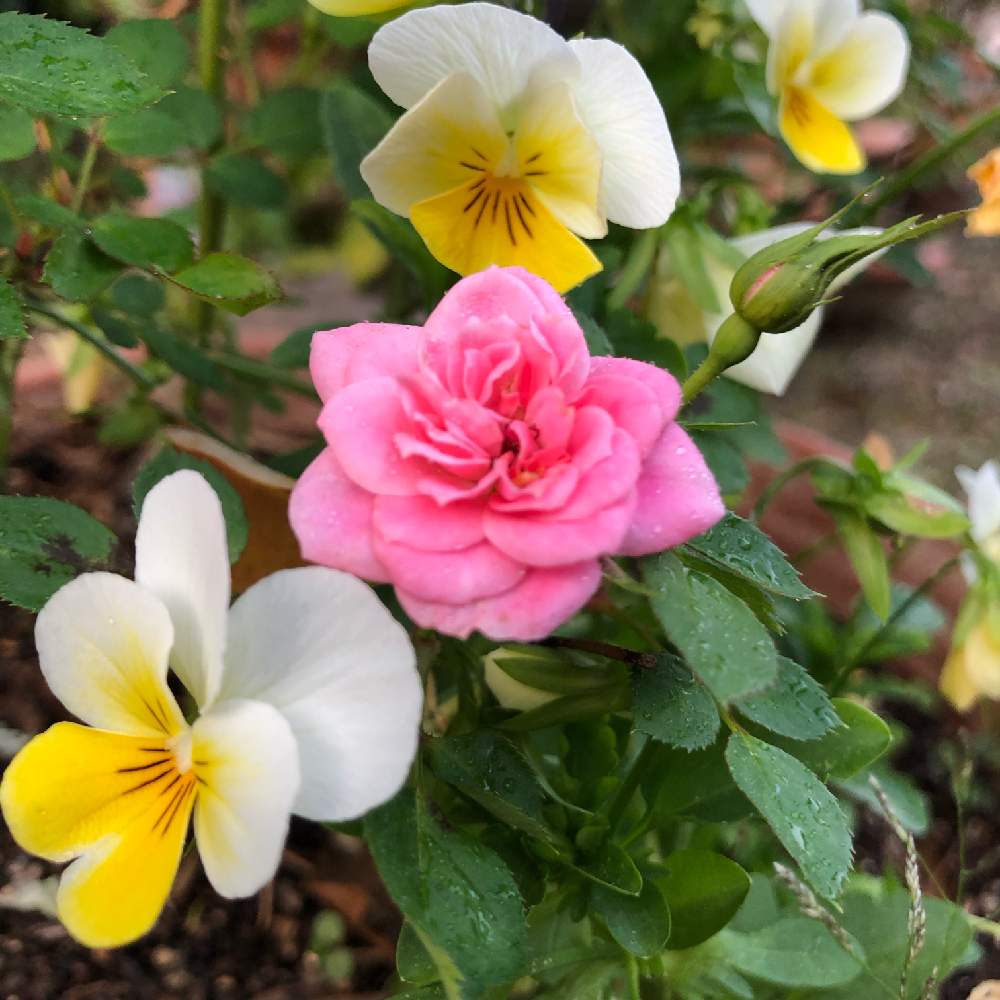 アプローチの画像 by saさん | アプローチと花のある暮らしとエンジェルとばら バラ 薔薇とマイクロミニ薔薇
