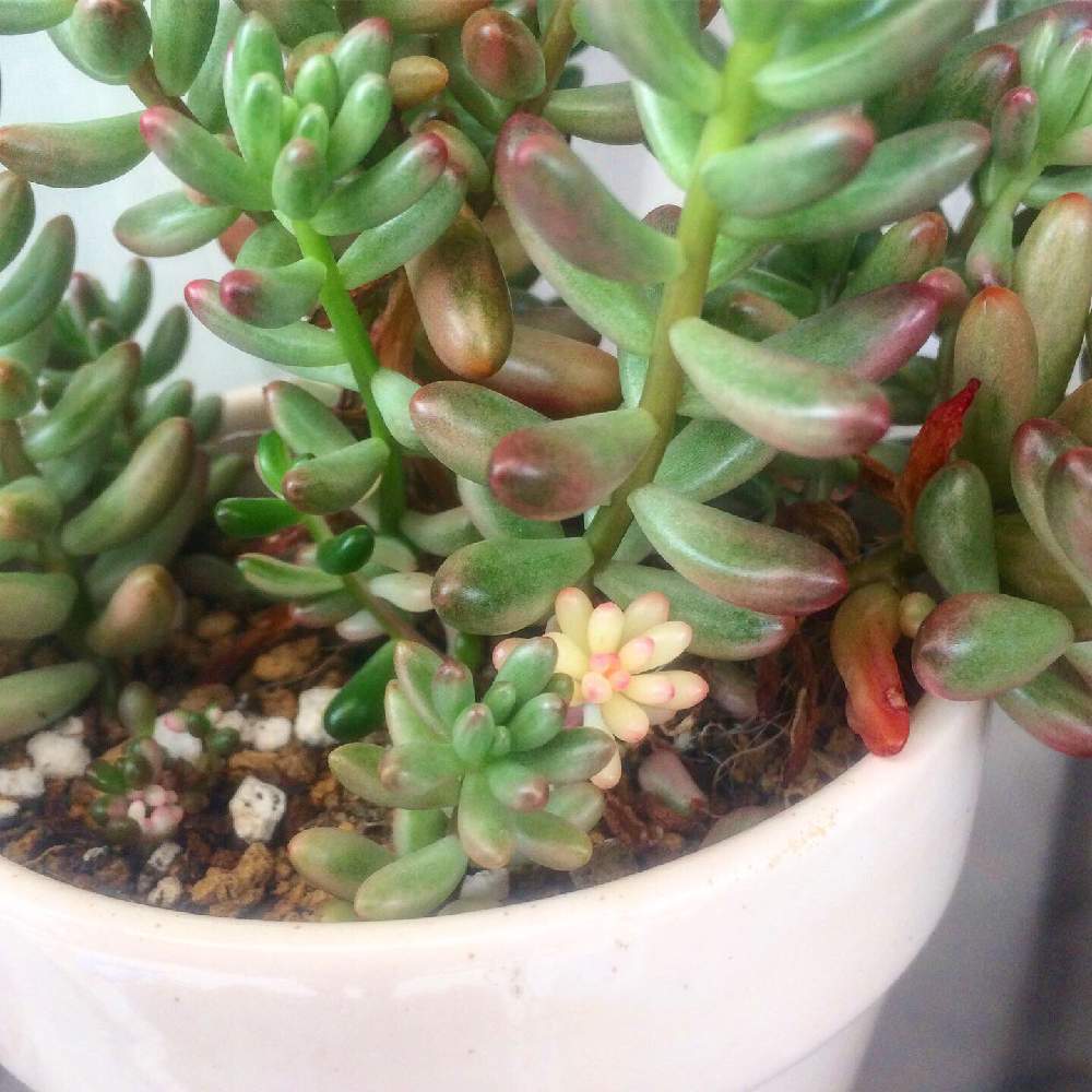 バルコニー/ベランダの画像 by *いちごチョコ*さん | バルコニー/ベランダとオーロラとオーロラ icと多肉植物と元気に育ちますようにと備忘録と葉挿しっ子と多肉勉強中とタニパトと多肉大好きとずっと見てられる♡とどんどん増えてねと植中毒とタニパト強化月間と多肉女子とタニラーと多肉LIFEとたにおたくらぶとおおきくなあれと多肉初心者と多肉病(*´˘`*)♥
