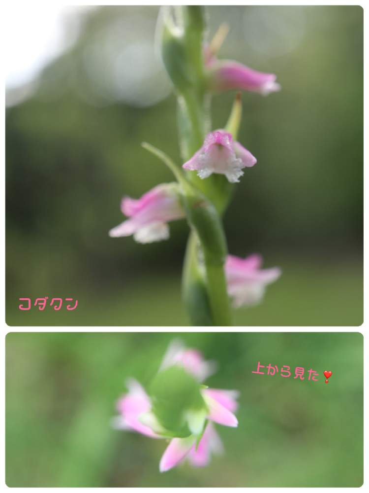 広い庭の画像 by コダクンさん | 広い庭とネジバナとキュンキュン乙女倶楽部とEOS M100とキュンキュン乙女俱楽部no.108とピンクの花と可愛い〜♡と笑顔になれる♪と花のある暮らしとげんき!