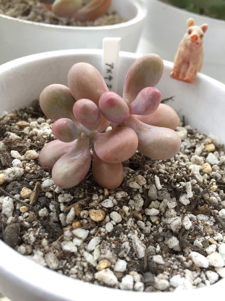 の画像 by ひつじさん | アメチスチヌムと多肉植物とグラプトペダルム属