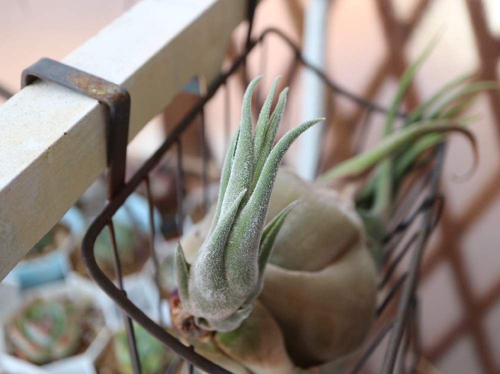 玄関の画像 by NALさん | 玄関とセレリアナとEOS M10とTillandsia.とチランジアセレリアナとエアプランツと今日のチラ見