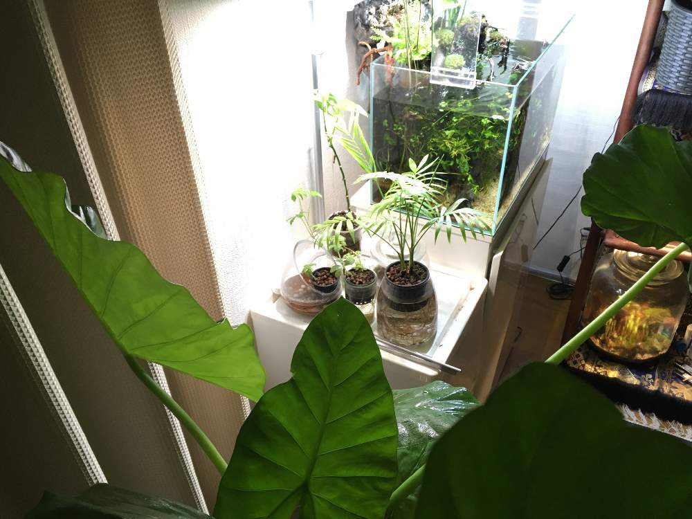 部屋の画像 by ふなっこさんさん | 部屋とクワズイモと田砂と金山家と45センチ メンタル ジャ〜ニ〜♫とニルバーナと水生植物とギタリストと千種区とさまぁ〜ずとサウンドガーデンとおっさんと血液型B型とアクアテラリウム