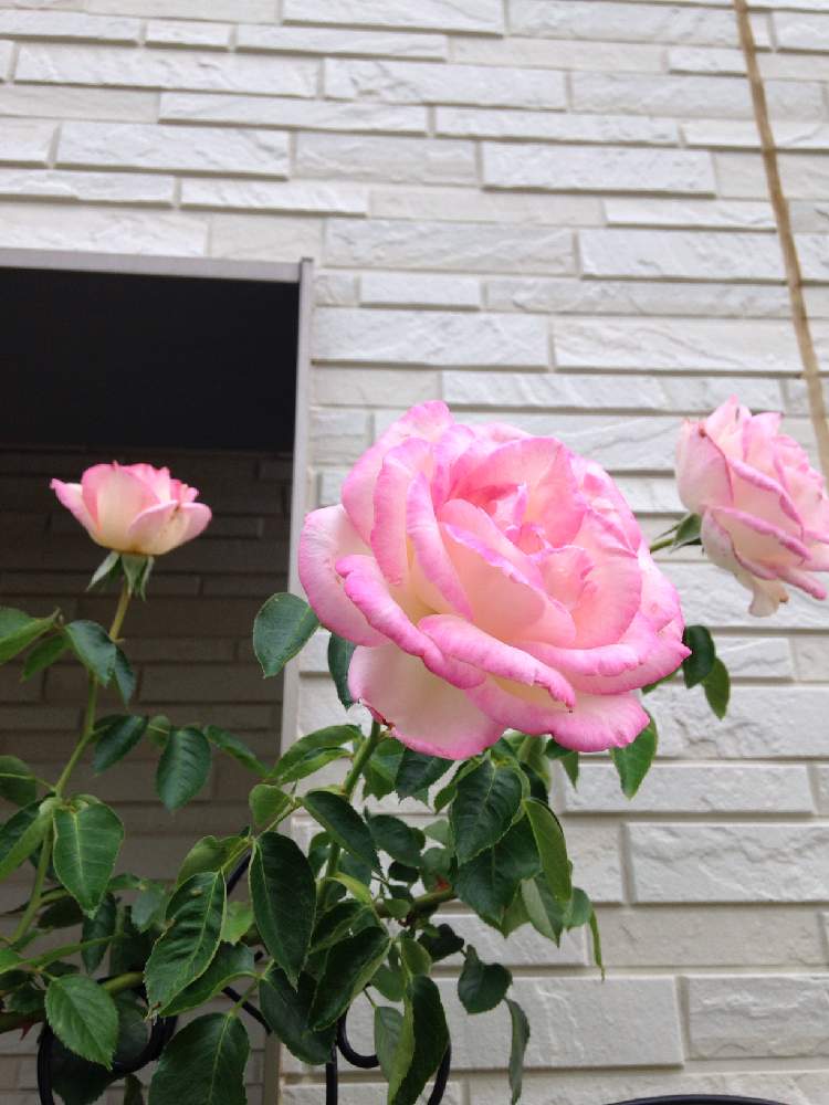 小さな庭の画像 by いーのさん | 小さな庭とつるプリンセスドモナコといいかおりとばら バラ 薔薇とかわいい♡と花のある暮らしとバラ フェンス