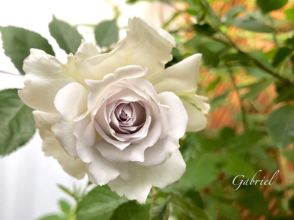 バルコニー/ベランダの画像 by nyacoさん | バルコニー/ベランダと私のローズガーデンinベランダ♬とnyaco’s rose 2019 春 ♡とカインズバラコンテスト2019と薔薇愛同盟とブルーローズ♡と薔薇に魅せられてとGabriel(ガブリエル)とベランダガーデニングと紫のバラと河本ローズとバラが好きと薔薇♪とばら 薔薇 バラとバラ・ミニバラとロザリアンとベランダでバラを♬とベランダーとバルコニストとThe best of nyaco’s rose♬と日本のバラ