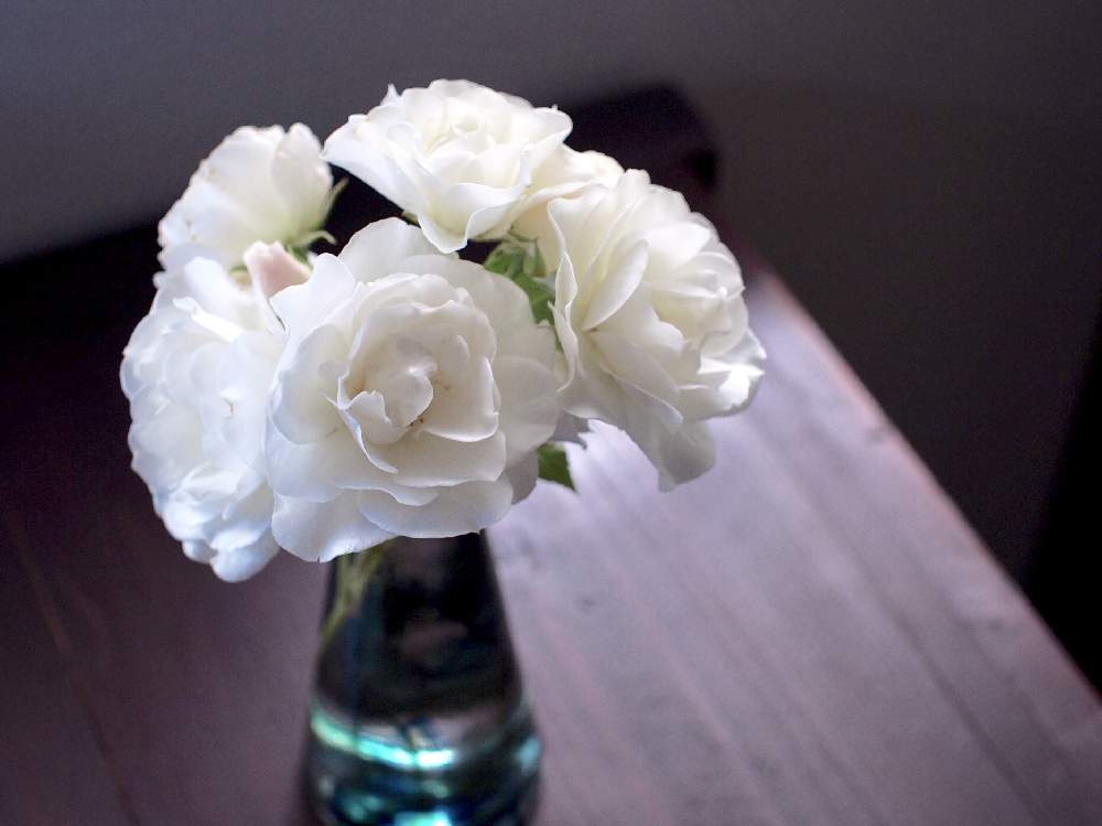 インテリアの画像 by ユニコーンさん | インテリアと薔薇とアイスバーグとみどりのある暮らしとばら バラ 薔薇とかわいい♡とシェードガーデンと葉っぱのある暮らしとGS映えと今日の一枚と可愛い子とナチュラルスタイルといい香りとガーデニングと綺麗な色♡と花のある暮らしと白い花とばら 薔薇 バラと加工なしとバラ・ミニバラ